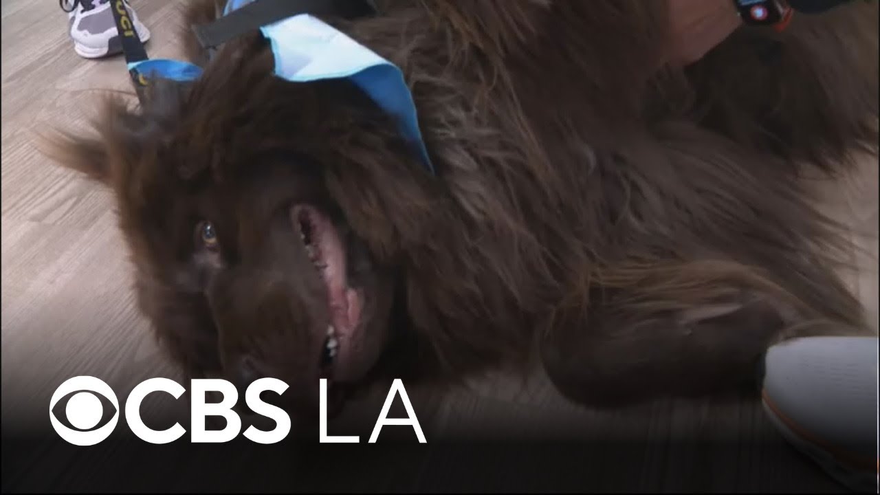 UC Irvine hospital to have new "paw patrol" of therapy dogs to help patients