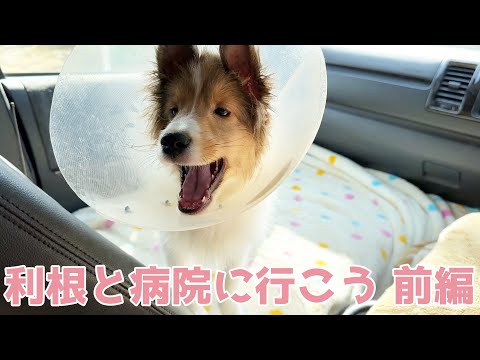 【シェルティ】利根と病院に行こう🐾【前編】