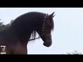 يا رسول الله حصان عربي اصيل mahdi mohamad bahi