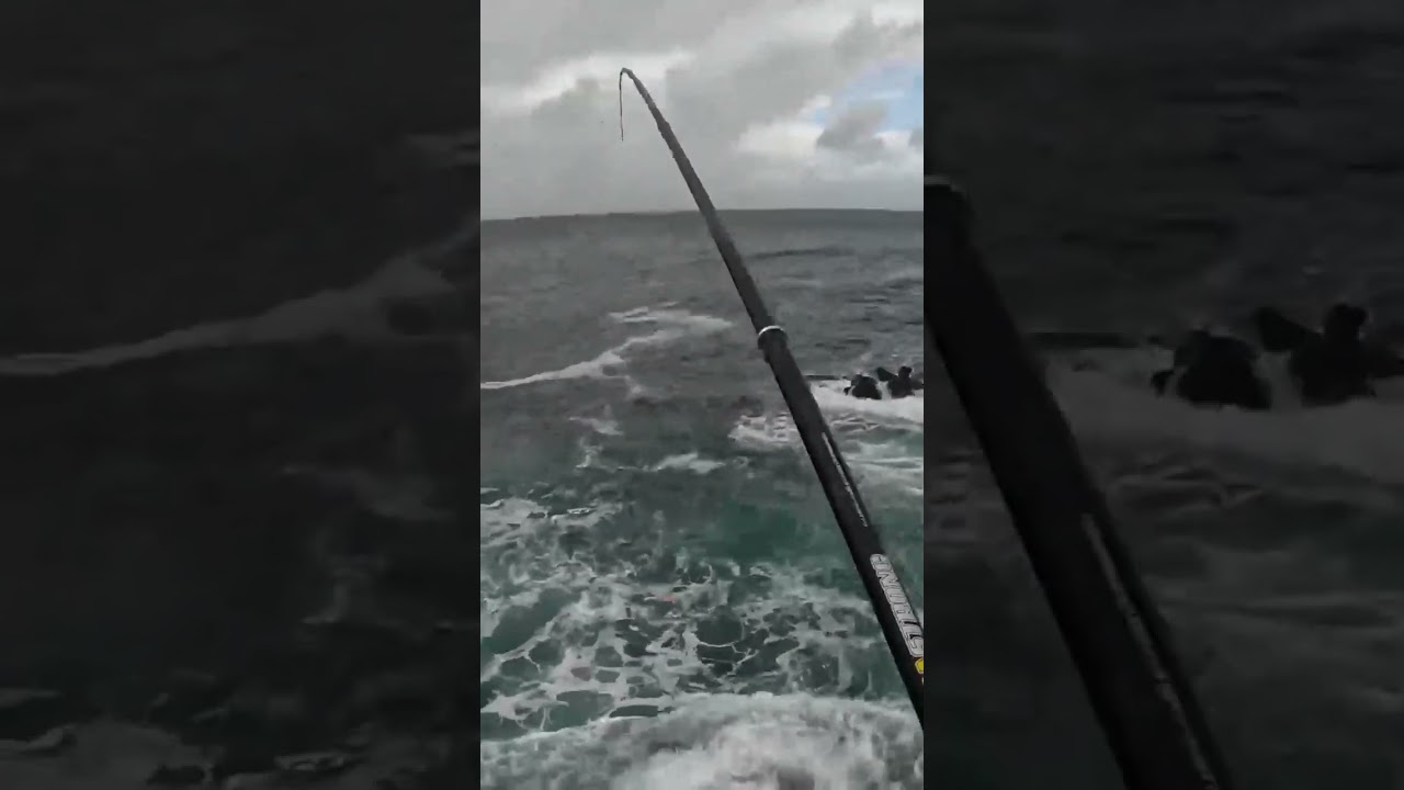Ultimo Sargo del día!! Costa da Morte - Galicia!! Pesca a caña desde rocas