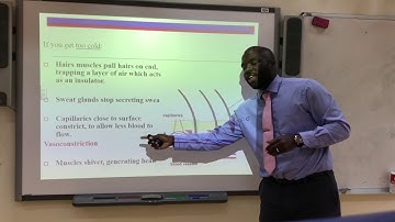 B3 3 Homeostasis - Body temperature