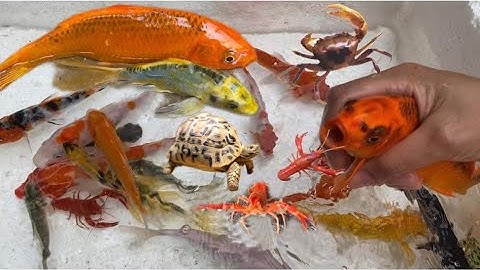 Vui học cùng bé-Học tên con cá vàng,tôm đỏ,rùa đá,ếch xanh… và màu sắc của chúng