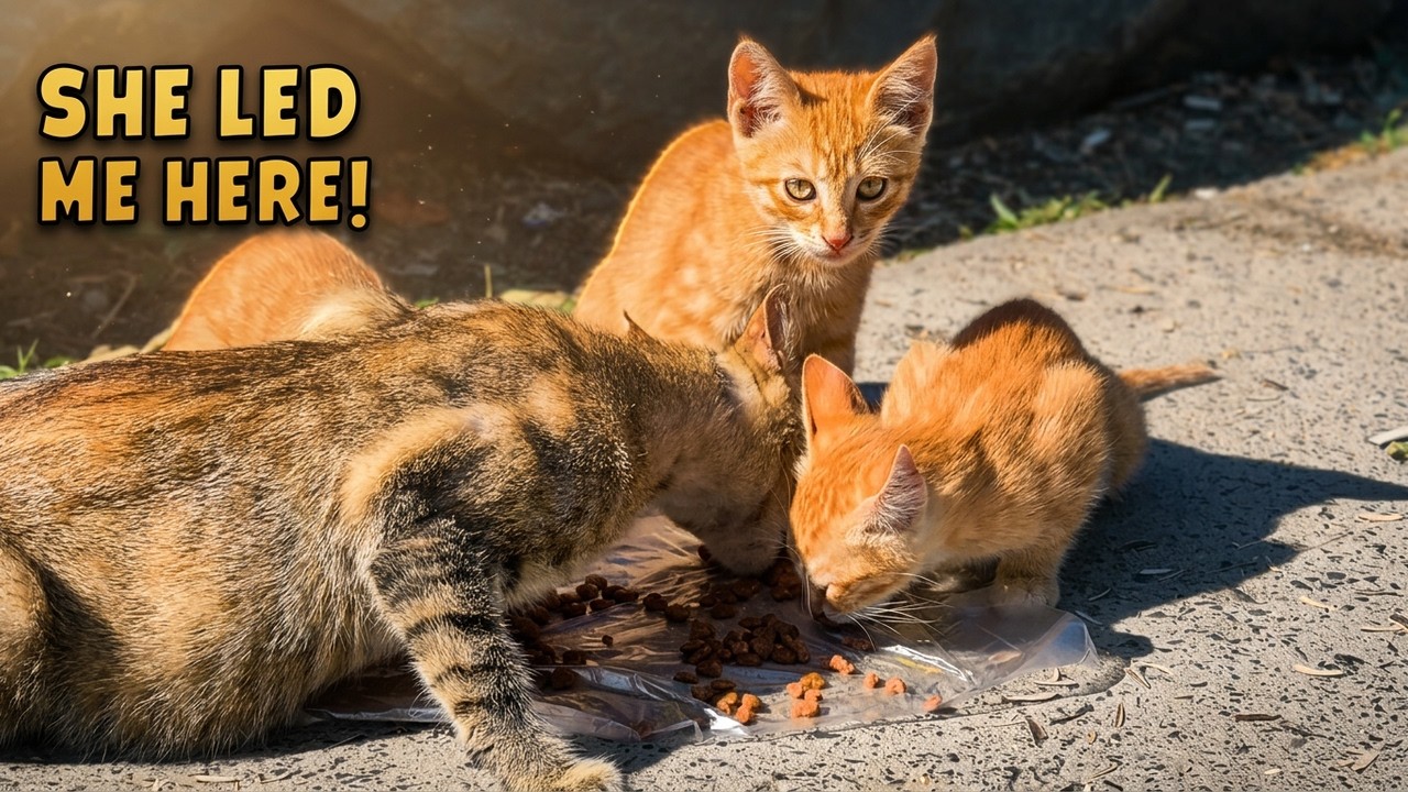 Stray mother cat showed me where her kittens were hiding
