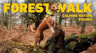 [NO ADS] Dog TV for Dogs to Watch 🐕 Virtual Dog Walk with Nature Sounds 🌲 Videos for Dogs