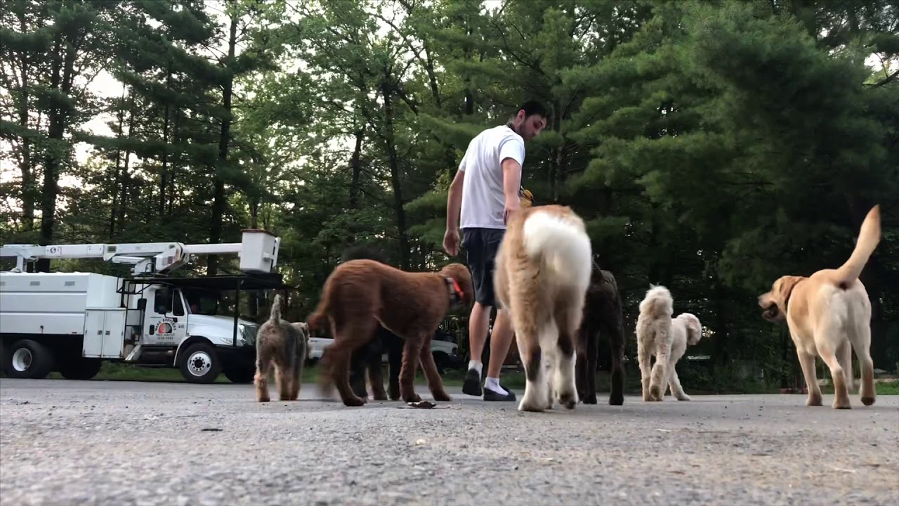 8 Dogs Walk On Trainer’s side No Leash Required Clifton Park, NY