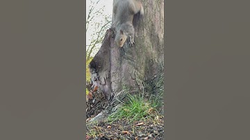 Squirrel coming out of a tree || cute squirrel || funny video || fun 🎢