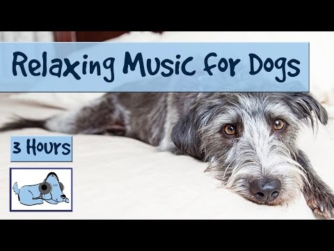 soothing music for dogs during thunderstorms