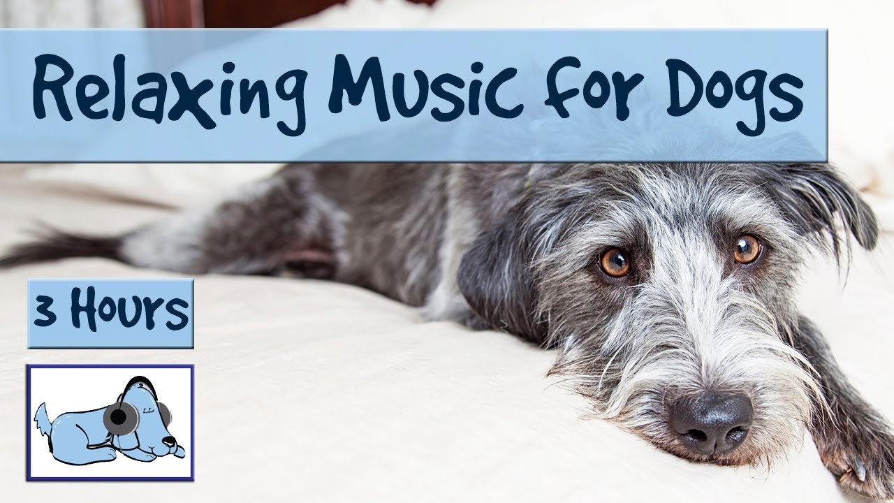 soft calming music for dogs