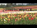 Wooden Shoe Tulip Farm