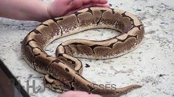 How to Probe your Ball Python