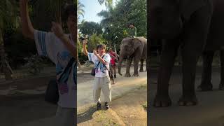 Finally Found An Elephant 