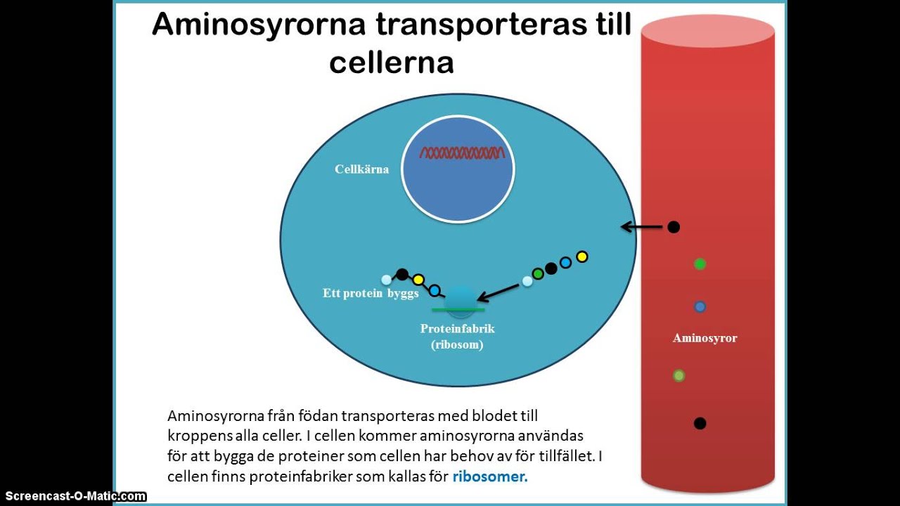 protein i blodet protein i blodet