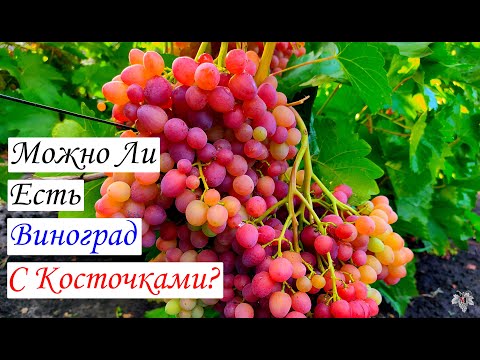 Видео: У винограда с косточками есть косточки?