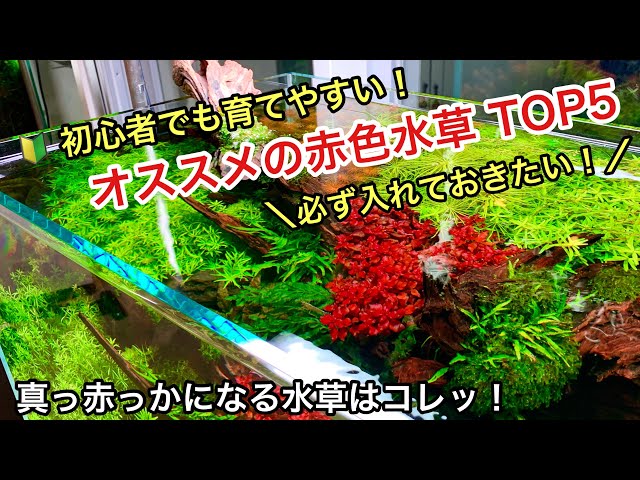 水草水槽に入れておきたい！赤色水草、初心者にもおすすめ５選 新宿の