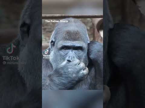 Gorilla 🦍 funny