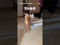 猫、久々の再会をスルー