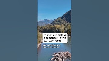 Salmon are making a comeback in this B.C. watershed
