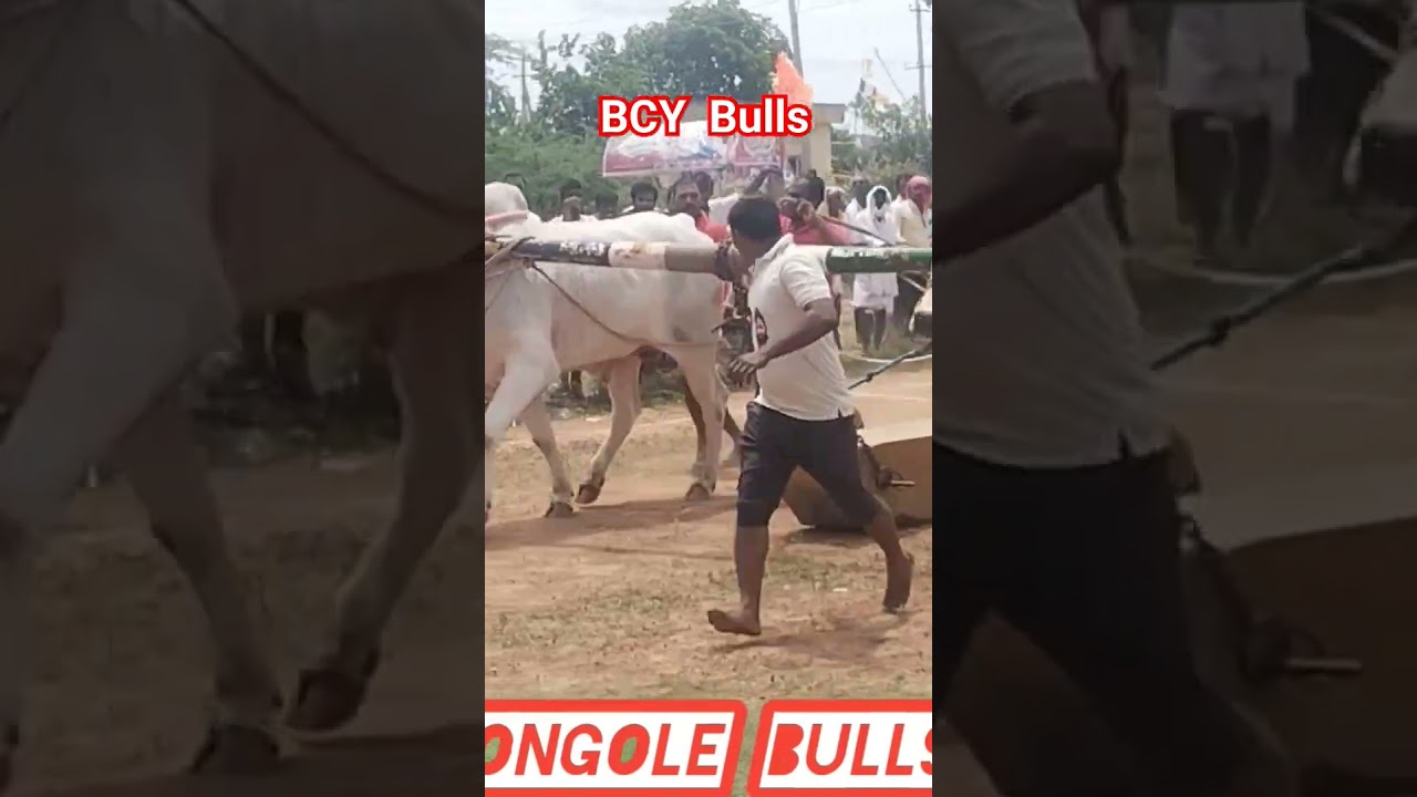 ongole jathi gittalu power full gittalu 