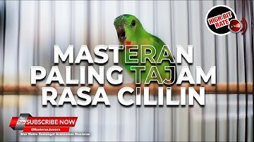 🔴Raja Serindit Gacor Nembak Cililin❗️Pancingan Pikat Serindit Paling Ampuh