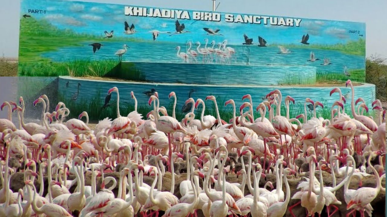 khejadiya Bird Sanctuary Jamnagar | Khejadiya | Bird sanctuary 