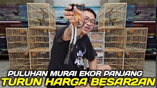 FATHONI LEBIH GILA ! PULUHAN MURAI EKOR PANJANG TURUN HARGA BESAR2AN AGEN MURAI CONDET