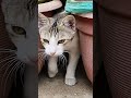 Cat lover 🐈 #animallovers