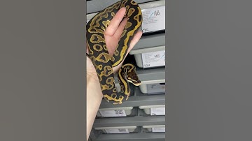 Leopard is such a good gene! 0.1 Leopard dbl het DG / Pied #ballpythonforsale #ballpython #snake