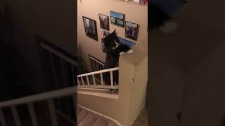 Tuxedo Cat Climbs Up Railing Instead of Taking the Stairs - 1046260