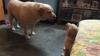 Mom Dog VS Son Dog (Comment Who Is The Winner)