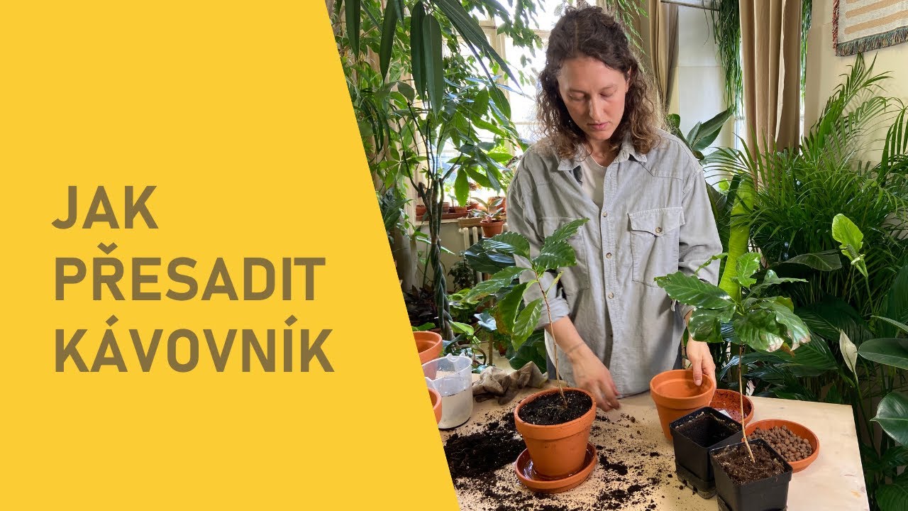 Jak přesadit kávovník?
