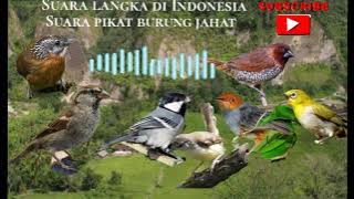 suara pikat burung kecil. pikat burung kecil langsung dapat dan lengket