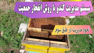 آموزش زنبورداری سیستم دو ملکه ای و مدیریت کندو در طبق سوم  beekeeping with two queen system