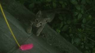 野良猫日記 20170719 1（その5）