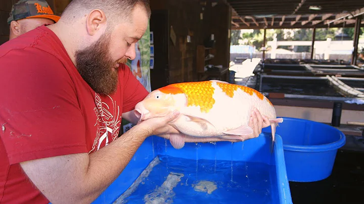 How To Grow Massive Kohaku Koi - Part 2
