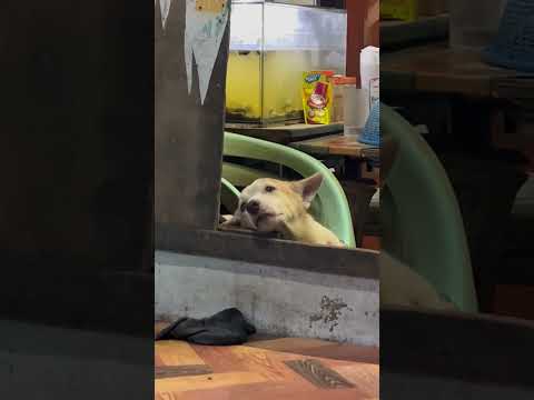 Dog leans on windowsill with distant, sorrowful gaze in Bacolod, Philippines