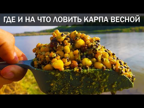ГЛАВНОЕ ПРАВИЛО о ЛОВЛЕ КАРПА ВЕСНОЙ. Место, Корм, Насадки. Пошаговый разбор