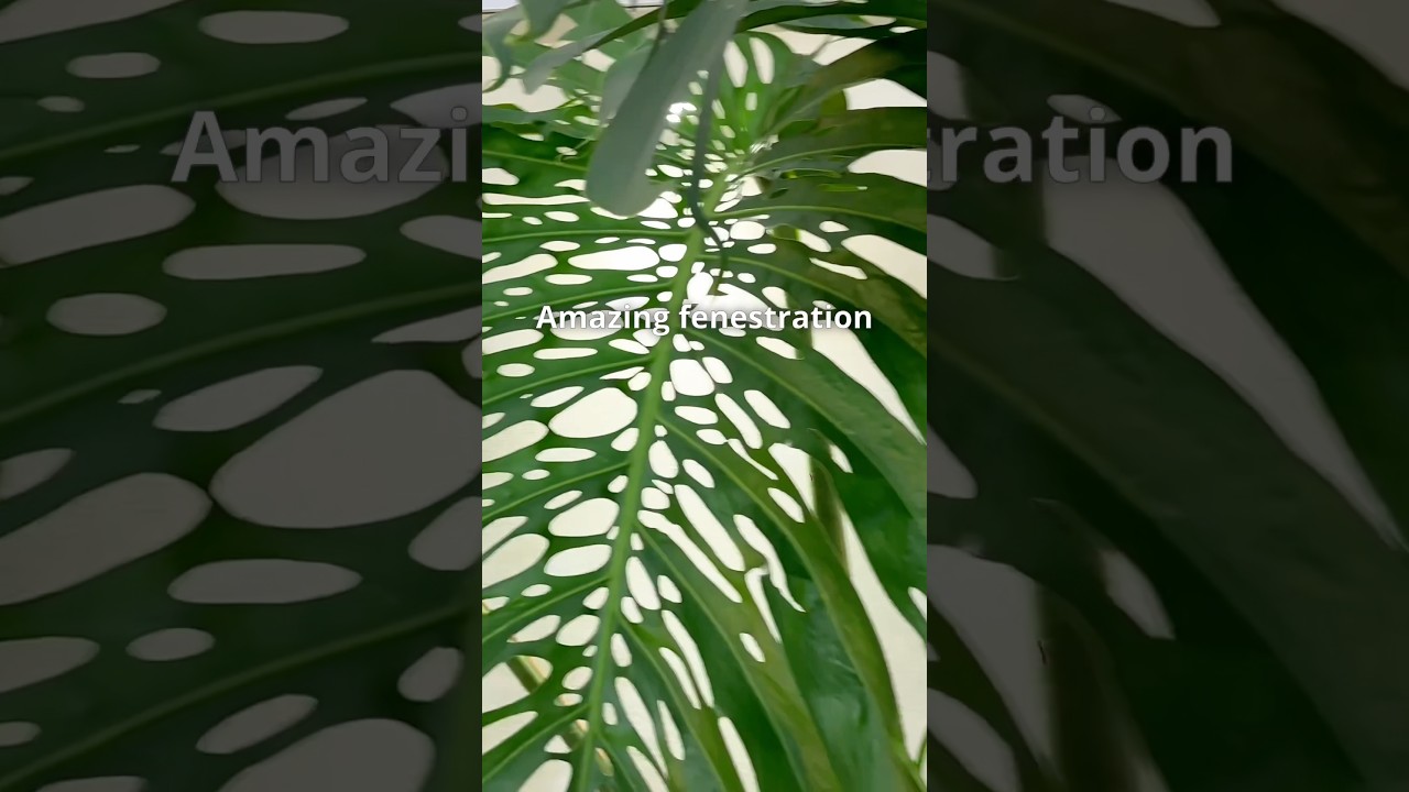 Monstera deliciosa NUMBER 6 Sports The WILDEST 🔥 Fenestrations!