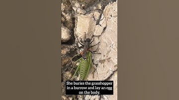 Prionixy Wasp stings grasshopper and drags it to barrow! #amazing #nature #foryou #shorts
