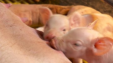 Electronic Sow Feeding - Maximum Animal Health, Maximum Productivity