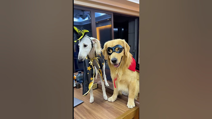 不给糖明天就去你家#金毛 #细狗 #陕西细犬 #万圣节狗狗装扮
