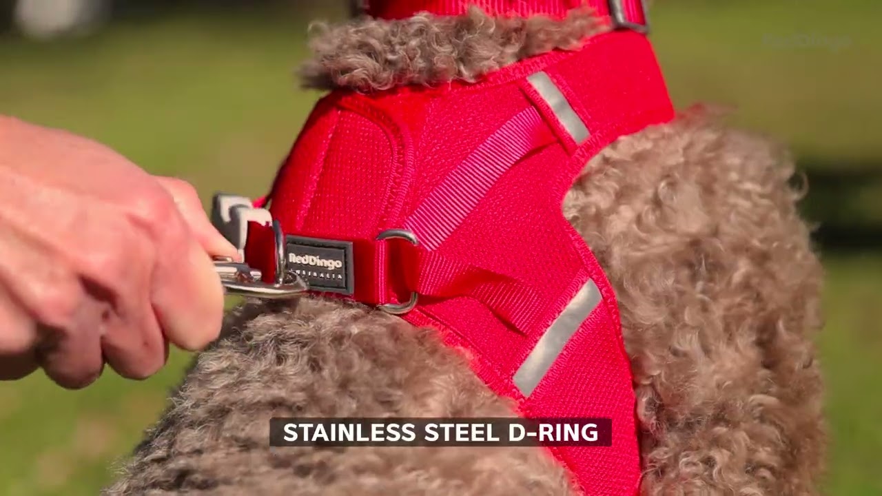 Red Dingo Mesh Harness video