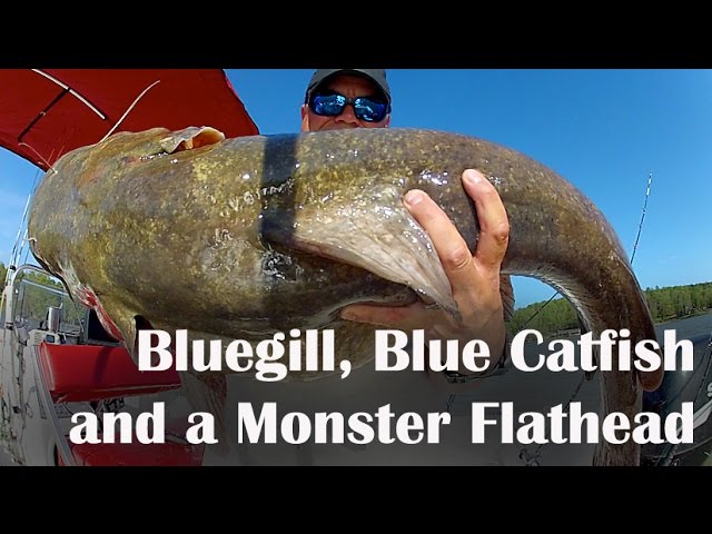 Bluegill, Blue Catfish and a Monster Flathead - Learn How To Catch