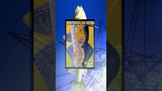 Hudson River super mutants defy evolution #genetics #science  #cmi #fish