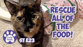 Valentine's Treats, Mail Time, Patio Drama, Food Rescue - S7 E23 - Lucky Ferals Cat Vlog by Lucky Ferals 4,634 views 1 month ago 1 hour, 28 minutes