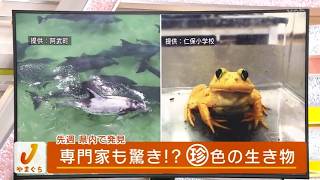 Even Experts Are Surprised!? Rare-Colored Creature Discovered in