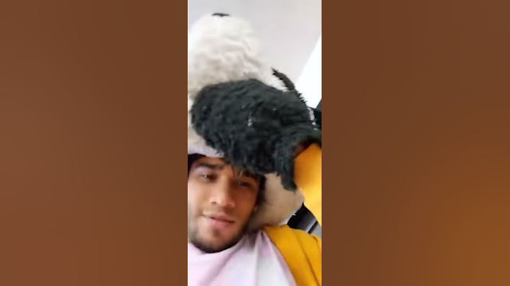 PANDA MUESTRA SU CARA EN UN VIDEO 100% REAL - yolo aventuras