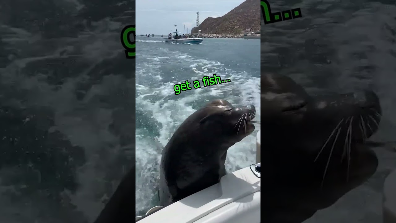 Sea Lion is "Here for BOATSMATES" Pickup???