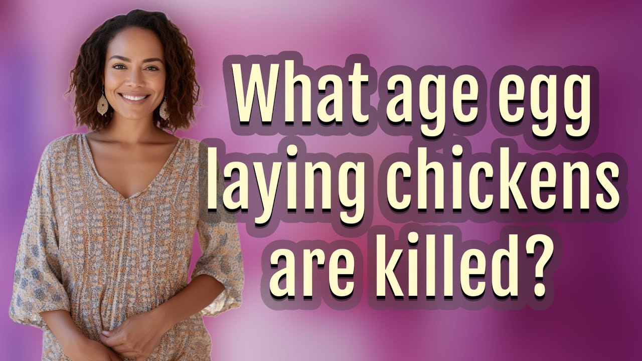 What age egg laying chickens are killed?
