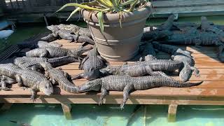 Alligator world