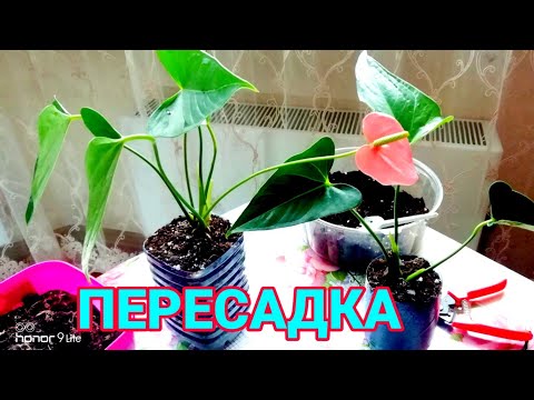 АНТУРИУМ ПЕРЕСАДКА в домашних условиях.